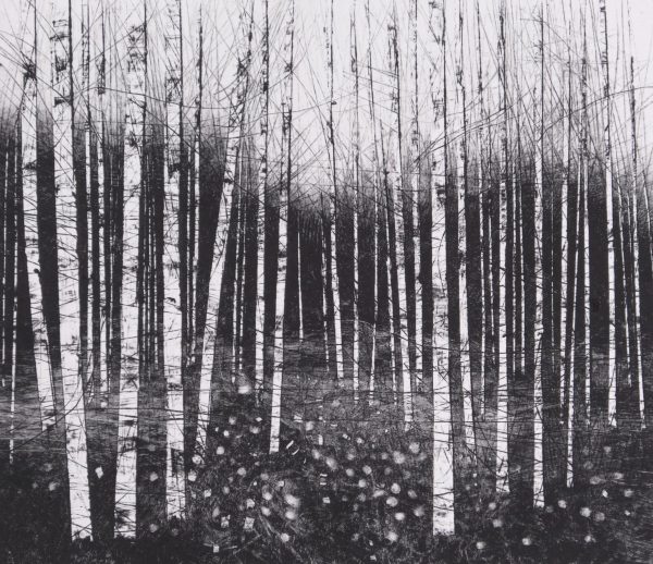 Birch Walk