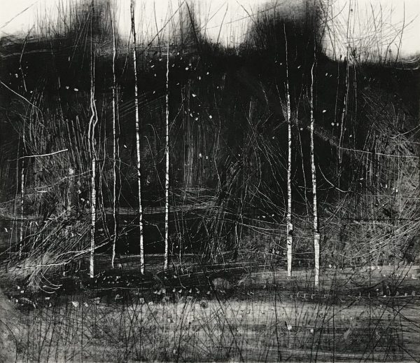 Dark Trees and Birch II