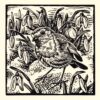 Robin greetings card by Richard Allen SWLA